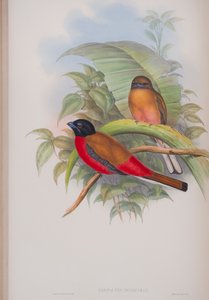 Harpactes Duvauceli、ジョングールドによる英国の鳥のプレート、1862〜73年公開（手塗りのリソ） 作： John Gould