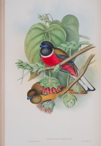 Harpactes Fasciatus、ジョングールドによる英国の鳥のプレート、1862〜73年公開（手塗りのリソ） 作： John Gould