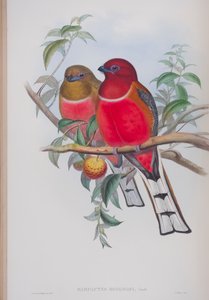 Harpactes Hodgsoni、ジョングールドによる英国の鳥のプレート、1862〜73年公開（手塗りのリソ）