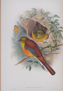 Harpactes Oreskios、ジョングールドによるイギリスの鳥のプレート、1862〜73年公開（手彩色のリソ） 作： John Gould