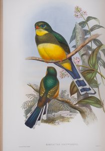 Harpactes Reinwardti、ジョングールドのイギリスの鳥のプレート、1862〜73年公開（手塗りのリソ） 作： John Gould