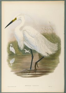 ヘロディアス・ガルゼッタ-リトル・エグレット（織り紙の色リソ） 作： John Gould