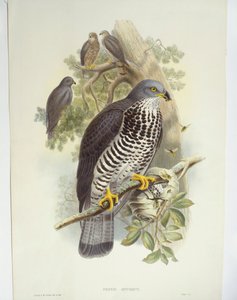 ハニーブザード（Pernis apivorus）、イラスト 作： John Gould
