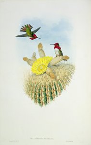 ワルターとコーンによって刻まれたハミングバード 作： John Gould