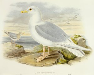 アイスランドカモメ（Larus glaucoides）、ジョン・グールド氏によるエングレーヴィング