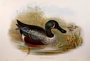 ジョン・グールドの「The Birds of Australia」から、オスカー・ドレスラーによるオーストラレーシアン・ショベル（Anas rhynchotis variegata）のイラスト。 作： John Gould