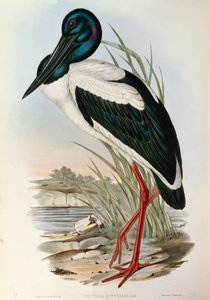 John Gouldの "The Birds of Australia "から、Black-necked Stork Ephippiorhynchus asiaticusのイラスト。 作： John Gould