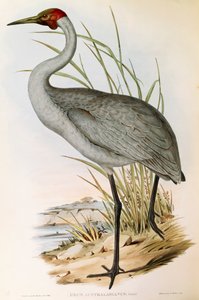John Gouldの "The Birds of Australia "に掲載されているBrolga Grus rubicundaのイラスト。 作： John Gould