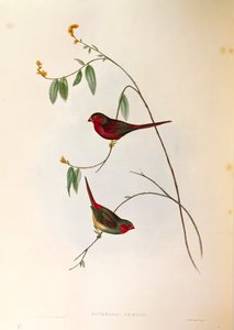ジョン・グールド著「オーストラリアの鳥」より、クリムゾン・フィンチNeochmia phaetonを描いたイラスト、カラー・エングレーヴィング。 作： John Gould