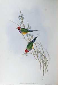 ジョン・グールド著「オーストラリアの鳥」より、オスカー・ドレスラーによるグールドフィンチChloebia gouldiaeのイラスト。 作： John Gould