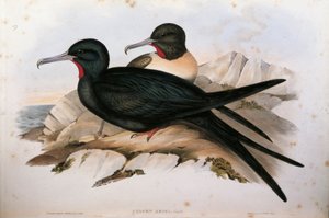 ジョン・グールド著「オーストラリアの鳥」より、オスカー・ドレスラーによる小水扁鳥Fregata arielのイラスト。 作： John Gould