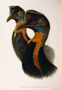 ジョン・グールドの「The Birds of Australia」に掲載されたオスカー・ドレスラーによるNorthern Cassowary Casuarius unappendiculatusのイラスト。 作： John Gould
