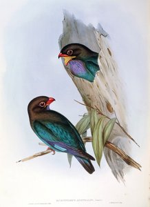 ジョン・グールドの "The Birds of Australia "に掲載されたオリエンタル・ダラーバードEurystomus orientalisのイラスト。 作： John Gould