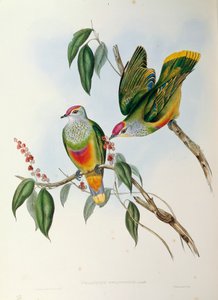 John Gouldの "The Birds of Australia "に掲載されているイラストで、バラ科のフルーツドバトPtilinopus reginaが描かれている。 作： John Gould