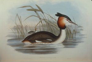 ジョン・グールド著「オーストラリアの鳥」より、オスカー・ドレスラーが描いたサザンカンムリカイツブリPodiceps cristatus australisのイラスト。 作： John Gould