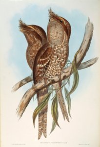 ジョン・グールドの「The Birds of Australia」から、オスカー・ドレスラーによるTawny Frogmouth Podargus strigoidesのイラスト。 作： John Gould