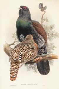 John Gouldの "The Birds of Great Britain "に掲載されたCapercaillie Tetrao urogallusのイラスト。 作： John Gould
