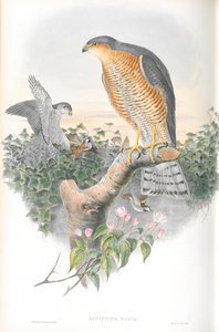 Accipiter Nisis（雀鷹）のイラスト 作： John Gould