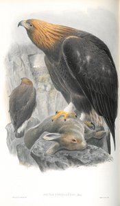 アクイラChrysaetos（ゴールデンイーグル）のイラスト 作： John Gould