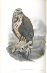 Archibuteo Lagopus（オオノリ）のイラスト 作： John Gould