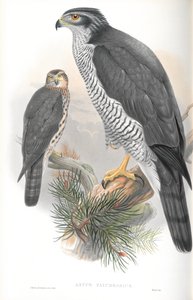 Astur Palumbarius（オオタカ）のイラスト 作： John Gould