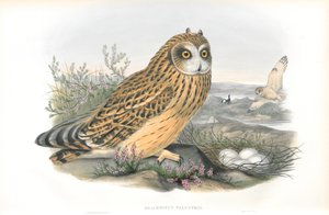 セイヨウフクロウのイラスト