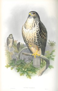 尋常性ブテオ（ノスリ）のイラスト 作： John Gould