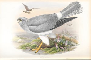 サーカスサイアヌス（編ハリアー）のイラスト 作： John Gould