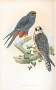 エリスロプスヴェスペルティヌス（オレンジ色の脚のある趣味）のイラスト 作： John Gould