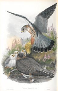 Falco Aesalon（Merlin）のイラスト 作： John Gould