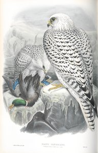 Falco Candicans（Greenland Falcon Dark Race）のイラスト 作： John Gould