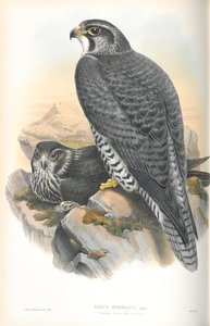 ファルコジャルファルコ（ノルウェーギルファルコン）のイラスト 作： John Gould