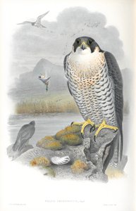 ファルコペレグリヌス（ハヤブサ）のイラスト 作： John Gould