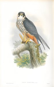 ファルコサブブテオのイラスト（ホビー） 作： John Gould