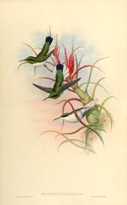 Tillandsia bulbosa（ブロメリア）のHeliothrixphaïnolæma（= Heliothryx auritus phainolaemus）（ハチドリ）のイラスト 作： John Gould