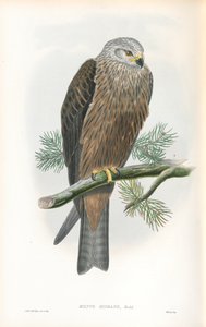Milvus Migrans（Black Kite）のイラスト 作： John Gould