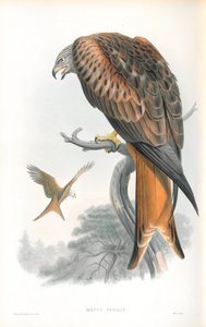 ミルバス・レガリスのイラスト（カイト;グレッド） 作： John Gould