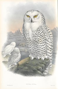 Nyctea Nivea（雪フクロウ）のイラスト 作： John Gould