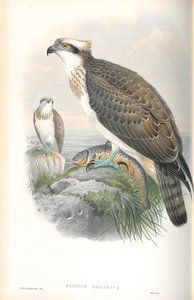 Pandion Hallaetus（ミサゴ）のイラスト 作： John Gould