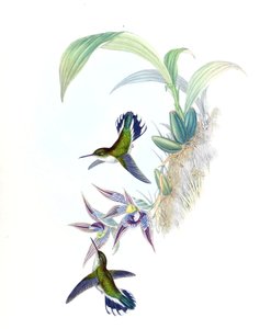 Paphinia cristata（蘭）のPhlogophilus hemileucurusのイラスト 作： John Gould
