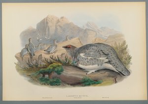 Lagopus Mutus、Autumn Plumage：Common Ptarmigan（color litho on wove paper） 作： John Gould