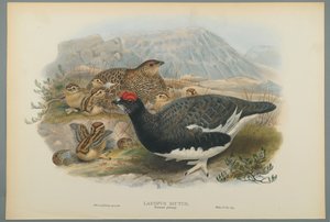 Lagopus Mutus、Summer Plumage：Common Ptarmigan（color litho on wove paper） 作： John Gould