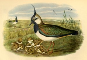Lapwing and Young」、1865年、1942年。 作： John Gould