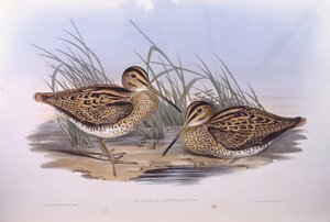 レーサムシギ（Gallinago hardwickii）、ジョン・グールドによるエングレーヴィング 作： John Gould