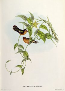 leucippus favor 作： John Gould
