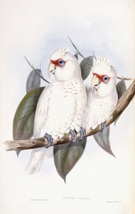 長期請求コカトゥー 作： John Gould