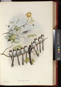 エナガ 作： John Gould