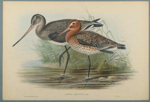 ルリノーザメラヌラ（織り紙にカラーリソ） 作： John Gould