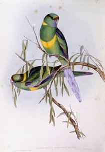 Mallee ringneck (Platycercus or Barnardius barnardi), John Gouldによるエングレーヴィング 作： John Gould