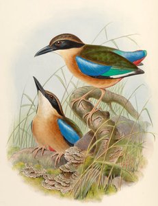 マングローブピッタ（青翼ピッタ）ピッタmegarhynchaシュレーゲル 作： John Gould